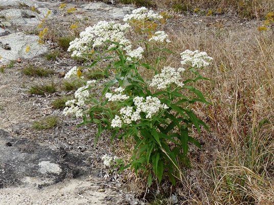 {Eupatorium perfoliatum}